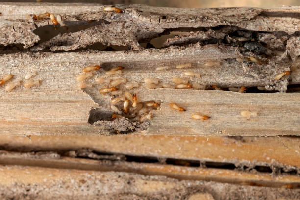 Best Emergency Pest Control  in Dallas, TX